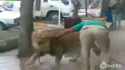 تهران : شستشوی شیر آفریقایی با شیلنگ در خیابان مولوی