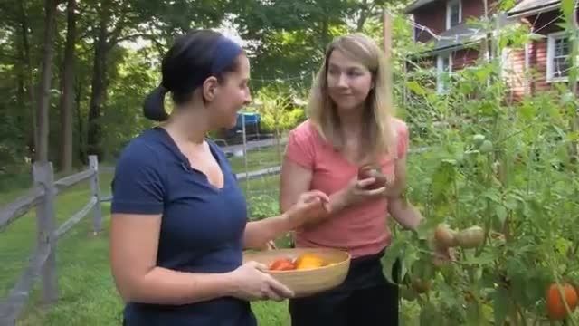 گوجه فرنگی - آموزش و برداشت