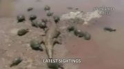 حمله مرگبار لاک پشت ها به تمساح