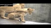 صحنه اى جالب در باغ وحش شیرها !!