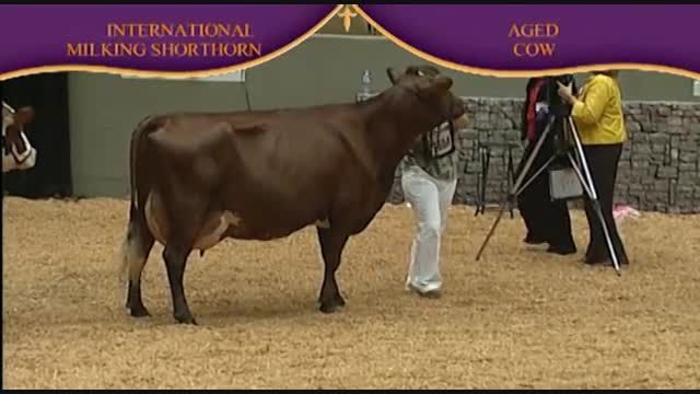 International Dairy Shorthorn Show 2010 , Aged Cow