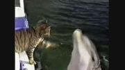 دوستی شگفت انگیز گربه و دلفین