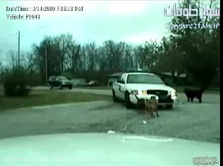 دریده و تکه پاره شدنِ ماشین پلیس توسط سگ های خشن!