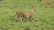Lion Vs Mongoose- Mongoose Fends Off Four Lions