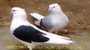 کبوتر  دم سفید