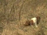 سگ شکاری آموزش دیده برای شکار قرقاول