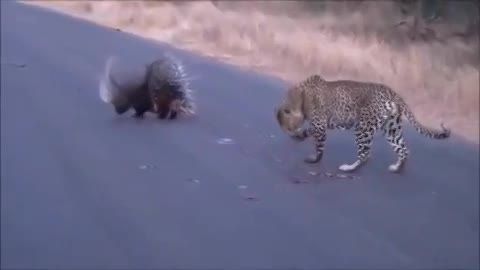 شکار سخت خارپشت توسط شیر