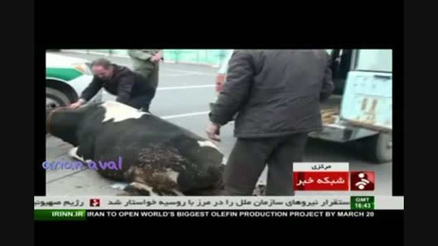 سرقت گاو در خارج نه... در ایران !!!!!!