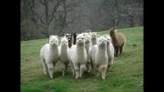 آلپاکا - گوسفند گردن دراز پشمالو!