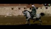 رقص زیبای اسب اصیل عربی