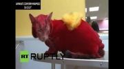 اژدهای آتشین.عجیب ترین گربه جهان