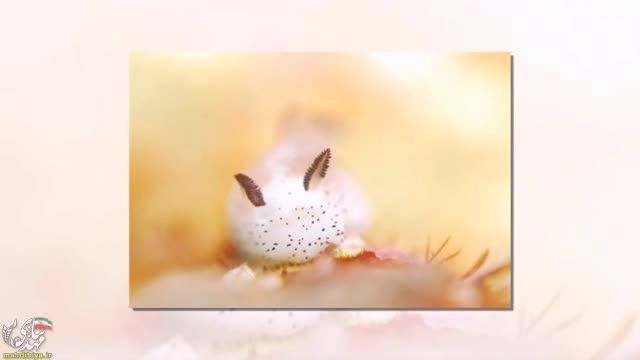 خرگوش دریایی (ویدئو دیده نشده)