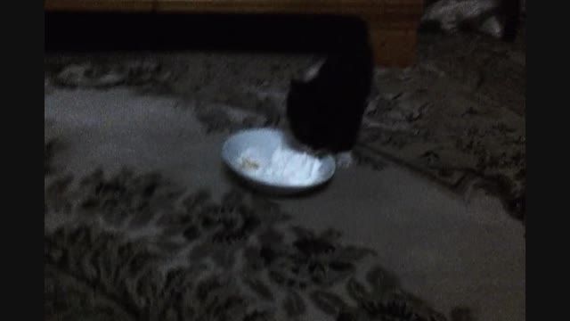 بستنی خوردن گربه مامانم