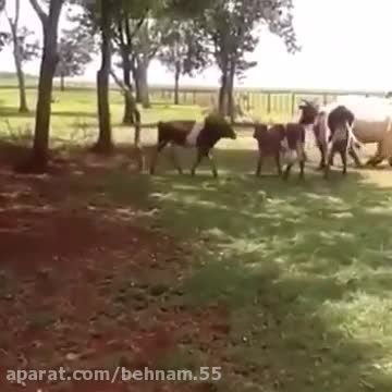 گوساله اماده