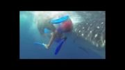 برخورد نهنگ با فیلم بردار در اعماق دریا !
