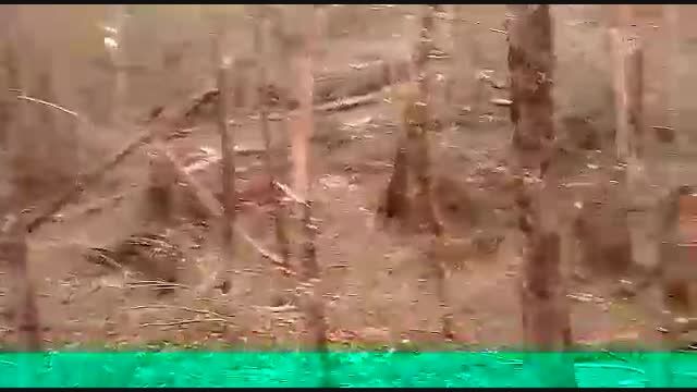 دارابکلا - آثار تخریب جنگل توسط طوفان و تگرگ 16 مهر 94