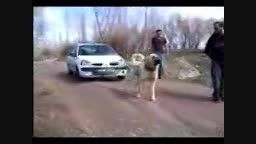 سگ قدرتمند (ماشین میکشه )*************