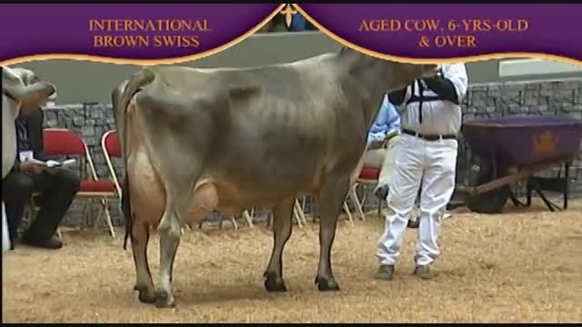 International Brown Swiss Show 2010 , 6 Years old cow