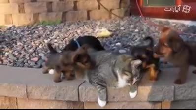 توله سگ ها در حال بازی با گربه بی حوصله و خوابالو