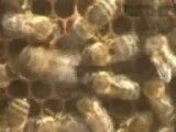 زنبورها اینجوری به هم آدرس میدن.