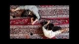 Iranian Handmade Carpet Photography