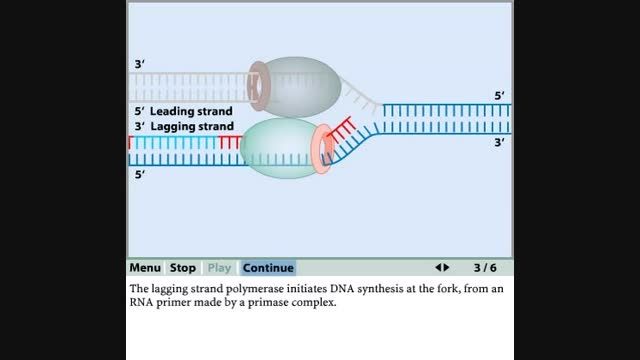 سنتز رشته پیشرو و پیرو در همانند سازی DNA