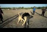 جنگ سگ آذربایجان شیشوان