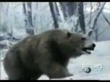 ببر و خرس (بازسازی شده)