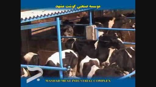 Mashhad Meat Industrial Complex