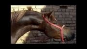 فروش اسب عرب گاما