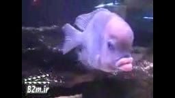 ماهی عجیب به شکل انسان!!!