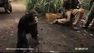 تا حالا دیدی میمون با تفنگ واقعی شکلیک کنه به طرف آدم؟؟