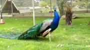 اینم یه طاووس خوشگل واسه آجی حانیه....تولدت مبارک