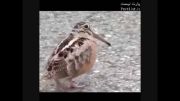 پرنده رقاص از نوع عربی!!