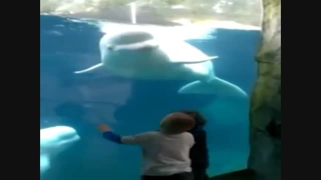 اسکل کردن بچه ها توسط دلفین:-)
