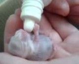 همستر کوچولوم در حال شیر خوردن