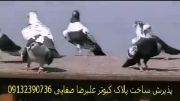 کبوتر افغان