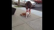 تنبل ترین سگ دنیا