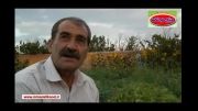 رضایت کشاورز از کیفیت عالی تمام محصولاتش - استان تهران