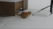 اولین باری که گربه برف می بیند