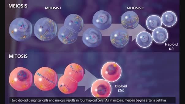 Meiosis- Crossing Over and Variability [3D Animation]