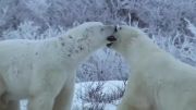 نبرد خرسهای قطبی
