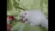 بچه گربه سفید پرشین نر
