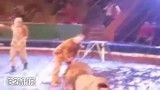 کلیپ وحشتناک حمله شیر به رام کنندگان در سیرک
