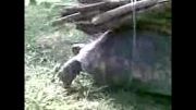 بارکشی لاکپشت - الشتر