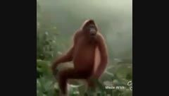 رقص دیدنى میمون