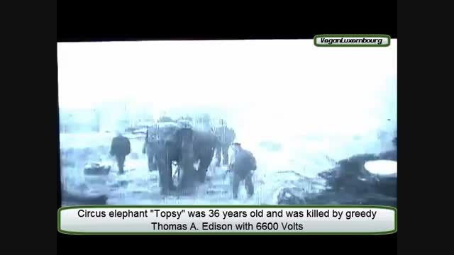 اعدام یک فیل توسط توماس ادیسون با برق ولتاژ بالا! / +18