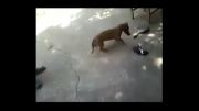 کتک خوردن سگ از مادر بچه گربه!