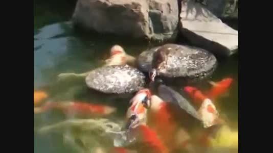 غذا دادن جالب اردک به ماهی ها...
