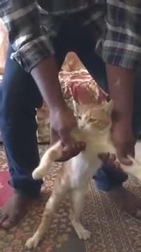 رقص زورکی گربه